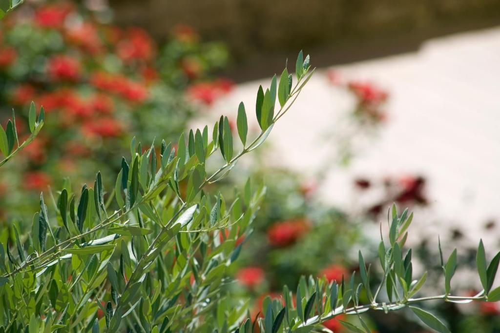Hotel Relais Agli Olivi Lazise Kültér fotó